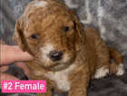 Puppy