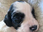 Puppy