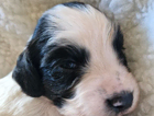 puppy