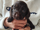 puppy