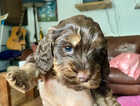 Puppy