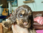 puppy