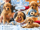 blue collar boy