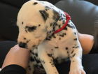 puppy