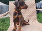 puppy