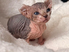 kitten