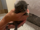 kitten