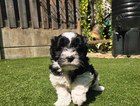 puppy