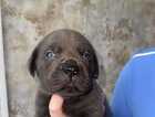 Puppy