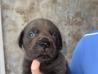 puppy
