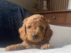 Puppy