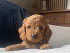 puppy