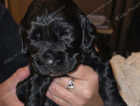 Puppy