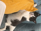 Missing black and white cat (Bambino)