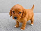 Puppy
