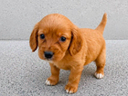 puppy