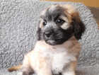 Puppy