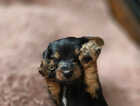 Puppy