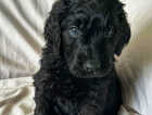 Puppy