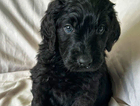 puppy