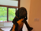 puppy