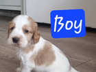 Puppy