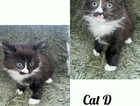 Kitten