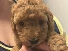 puppy