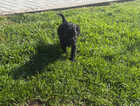 Puppy