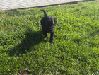 puppy