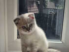 Kitten