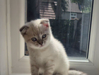 kitten