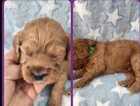 Puppy