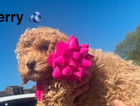 puppy