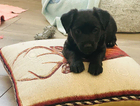 puppy