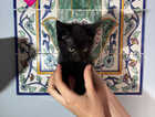 Kitten