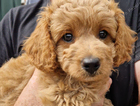 puppy