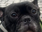Any one seen this dog