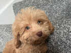 Puppy