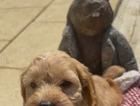 puppy