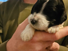 puppy