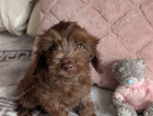tiny gizmo