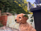 Puppy