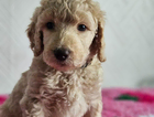 teddy