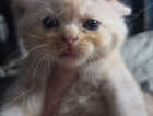 Kitten