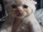 kitten