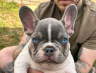 Puppy