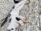kitten