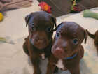 Puppy