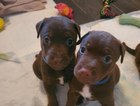 puppy